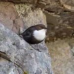 דירה 12 - Fulufjellets National Parks - This Is The Place Where Norway And Sweden Meet In A Large Protected Area For Animals And Nature *
