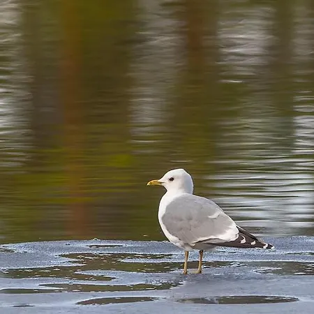 Natur-, Dyre- Og Fugleopplevelser I Fulufjellets Nasjonalparker