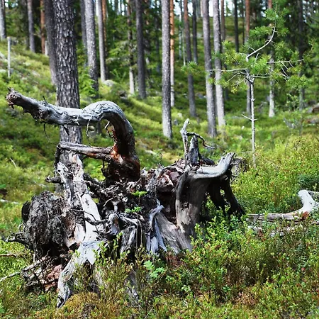 Lejlighed 12 - Fulufjellets National Parks - Is The Place Where Norway And Sweden Meet In A Large Protected Area For Animals And Nature