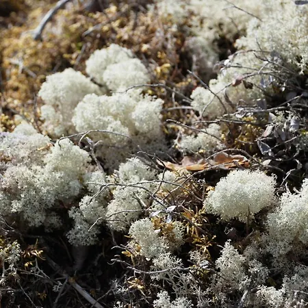 12 - Fulufjellets Nasjonalparker - Natur-, Dyre- Og Fugleopplevelser Lejlighed Ljørdal