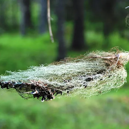 Natur-, Dyre- Og Fugleopplevelser I Fulufjellets Nasjonalparker *