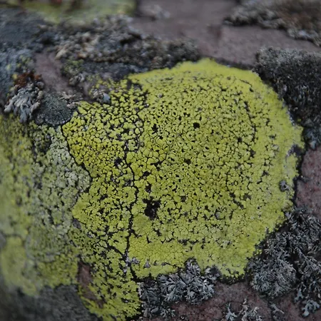 Natur-, Dyre- Og Fugleopplevelser I Fulufjellets Nasjonalparker * Ljørdal