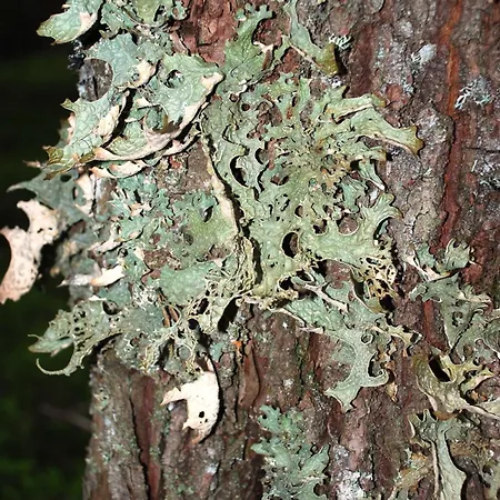 12 - Fulufjellets Nasjonalparker - Natur-, Dyre- Og Fugleopplevelser Ljørdal