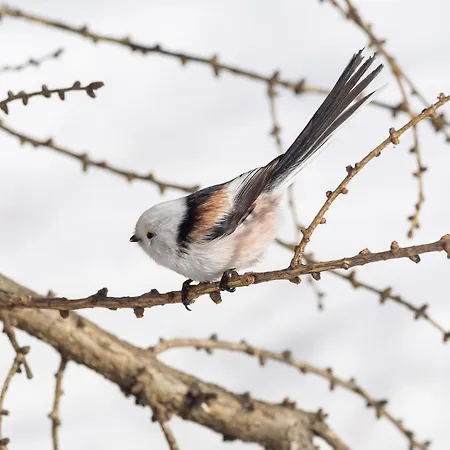 12 - Fulufjellets Nasjonalparker - Natur-, Dyre- Og Fugleopplevelser Ljørdal