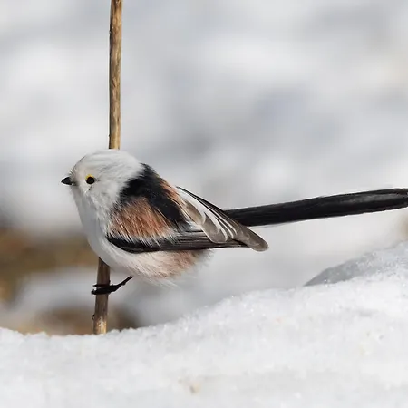 12 - Fulufjellets Nasjonalparker - Natur-, Dyre- Og Fugleopplevelser