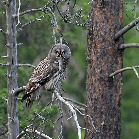 12 - Fulufjellets Nasjonalparker - Natur-, Dyre- Og Fugleopplevelser Ljørdal