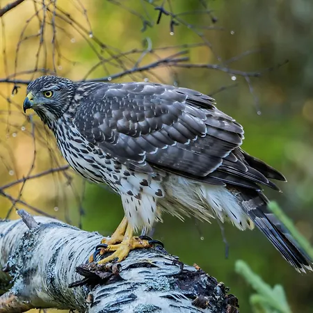 12 - Fulufjellets Nasjonalparker - Natur-, Dyre- Og Fugleopplevelser * Ljørdal