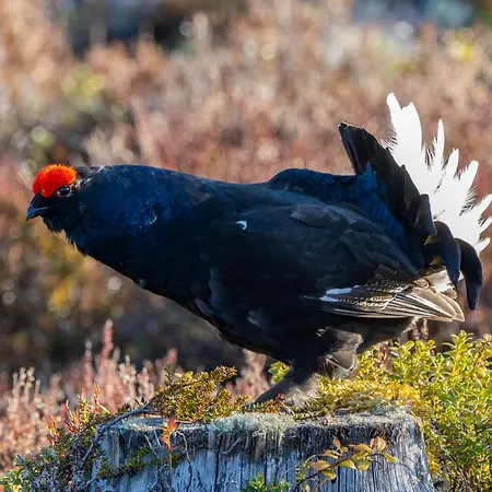 12 - Fulufjellets National Parks - Is The Place Where Norway And Sweden Meet In A Large Protected Area For Animals And Nature アパート