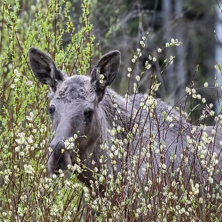 12 - Fulufjellets Nasjonalparker - Sno - Alpint - Langrenn - Snoscooter Appartement