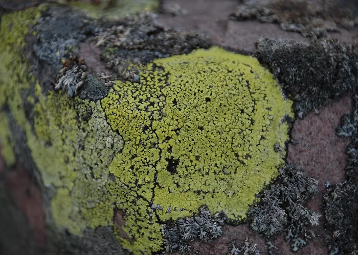 12 - Fulufjellets Nasjonalparker - Sno - Alpint - Langrenn - Snoscooter * Ljørdal