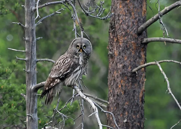 12 - Fulufjellets Nasjonalparker - Sno - Alpint - Langrenn - Snoscooter Ljørdal